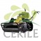 CORTA RELVA AUTOMOTRIZ PROFISSIONAL GASOLINA ECOTECH HSR 110 SWING